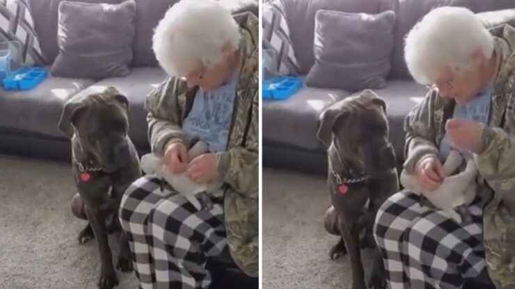 nonna adottiva col cane