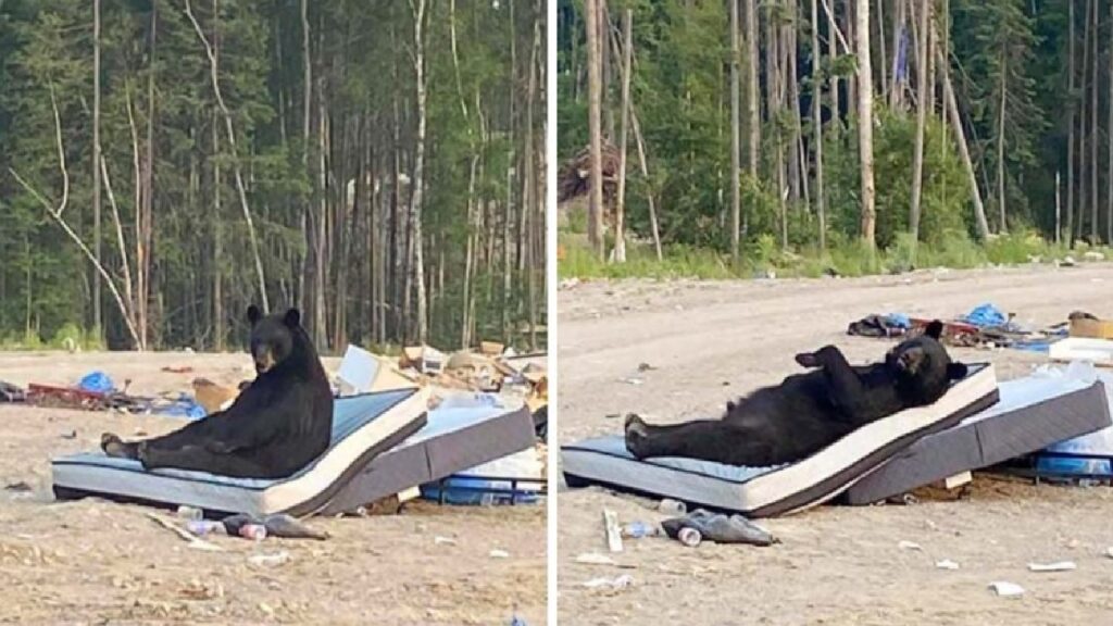 orso fa un pisolino