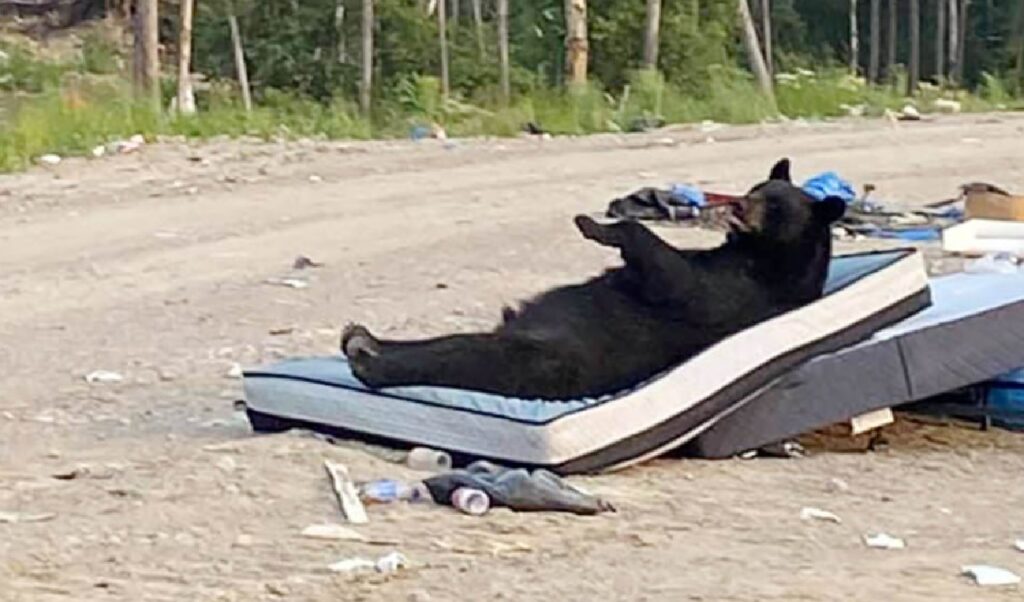 orso fa un pisolino materasso