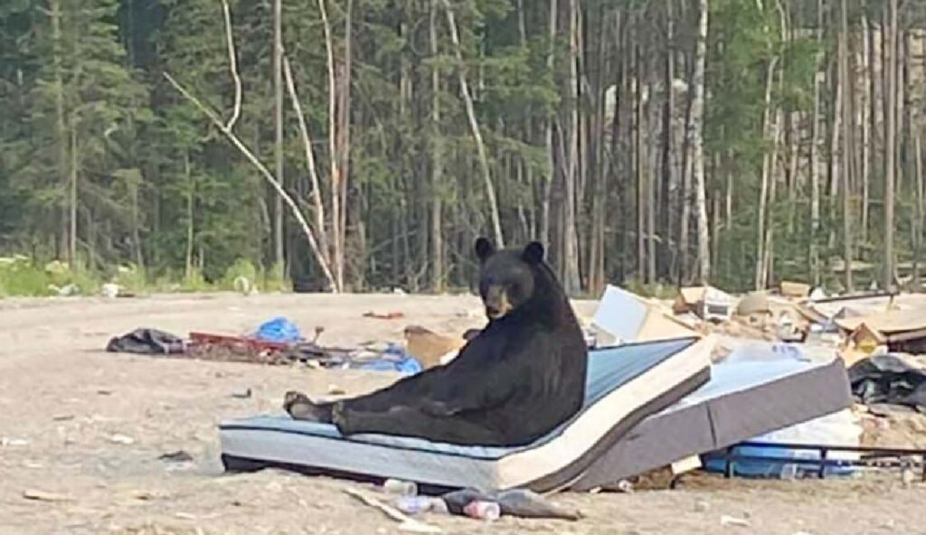 orso dorme materasso discarica