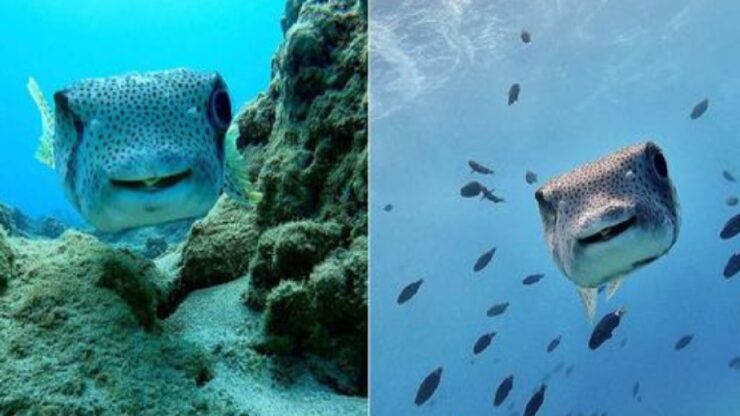 fotografo marino pesce con il sorriso