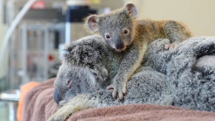 piccolo koala abbraccia mamma