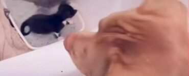 Il Pitbull che ha come missione di vita quella di rendere felice tutte le persone che incontra