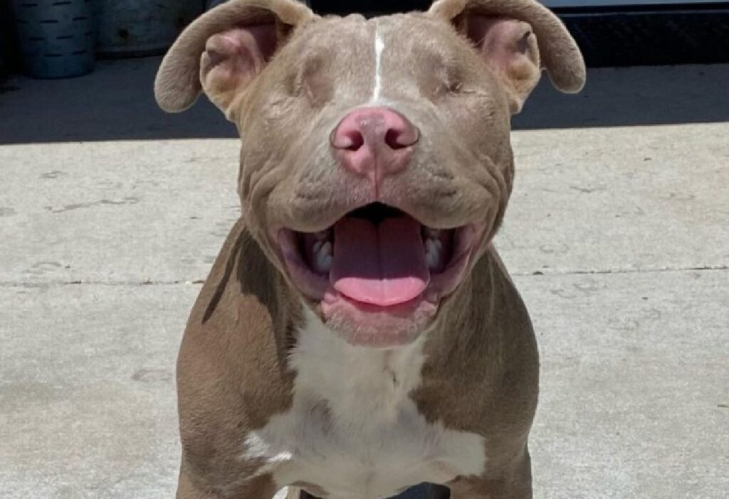 PITBULL CIECO