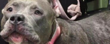 Cucciola di pitbull abbandonata in un canile e da sopprimere
