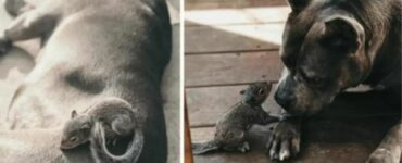 Un piccolo scoiattolo cerca aiuto da un Pittbull