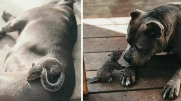 Un piccolo scoiattolo cerca aiuto da un Pittbull