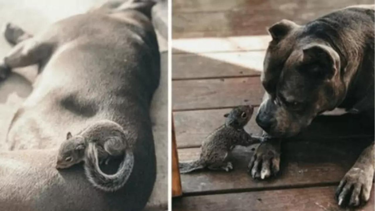 Un piccolo scoiattolo cerca aiuto da un Pittbull