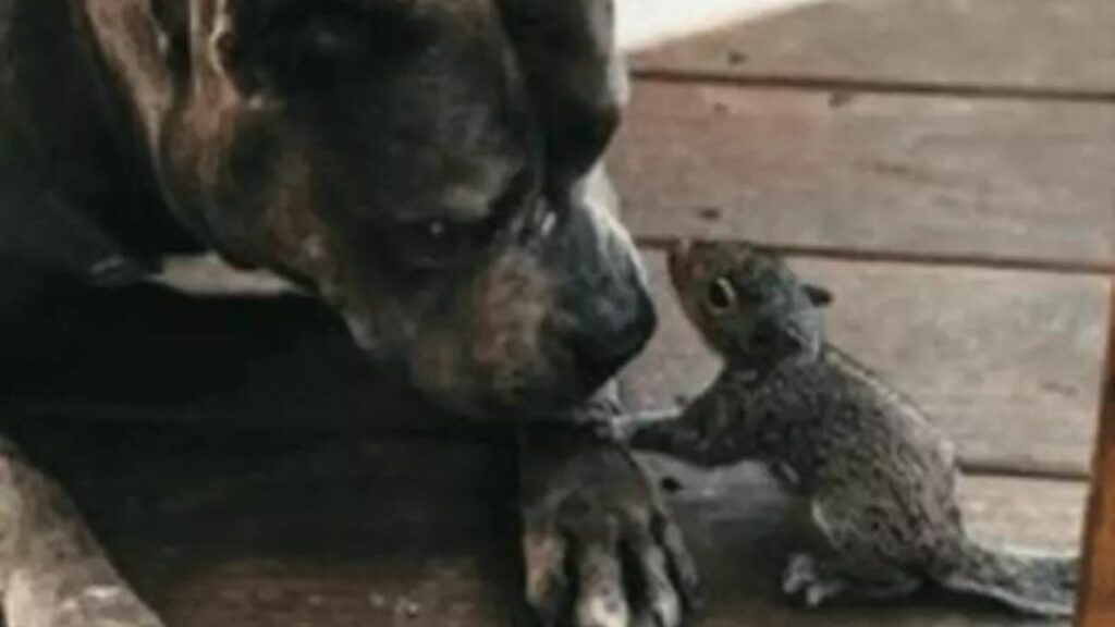 Un piccolo scoiattolo cerca aiuto da un Pittbull