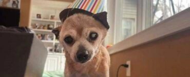 chihuahua più anziano