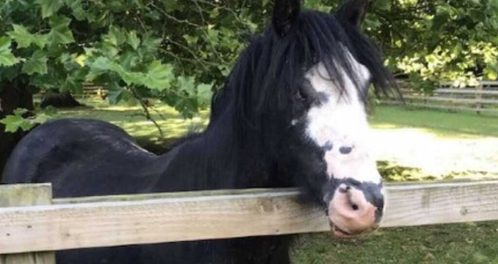 pony attacco ustione guarito