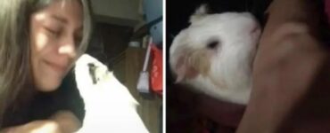 Porcellino d'India vuole essere coccolato