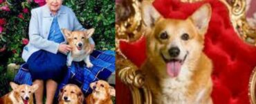 Che fine faranno i cani della Regina Elisabetta dopo la sua morte? La famiglia non li ha mai amati molto