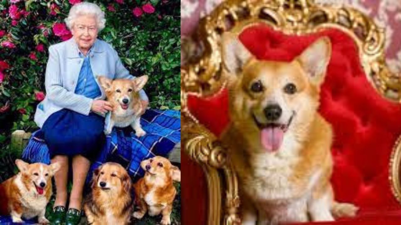Che fine faranno i cani della Regina Elisabetta dopo la sua morte? La famiglia non li ha mai amati molto