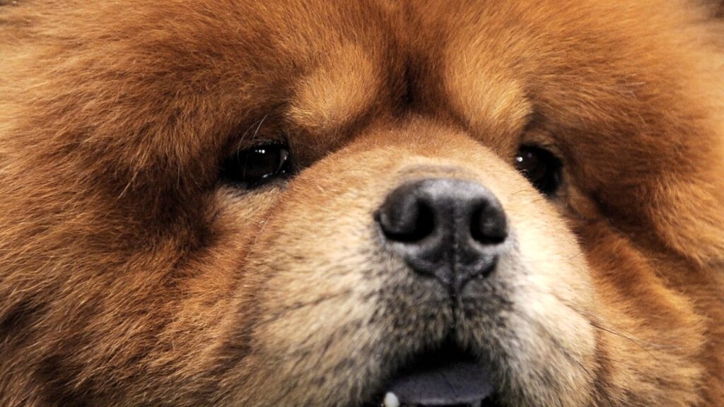 cucciolo di chow chow