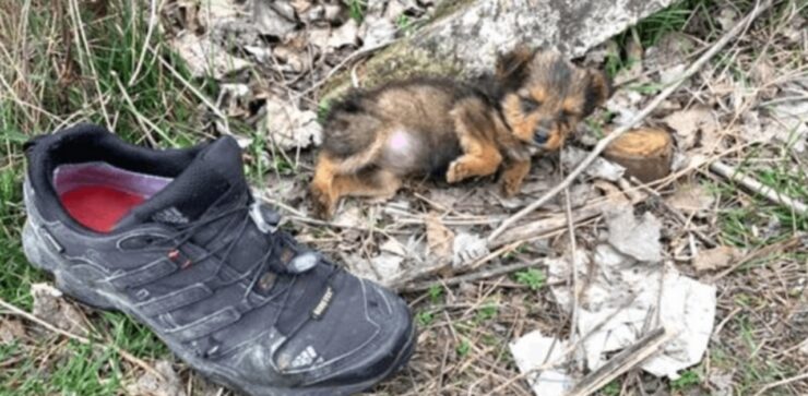 cucciolo nella scarpa vecchia