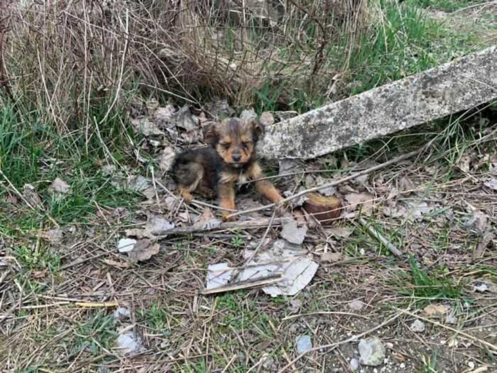 cane denutrito