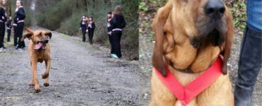 Segugio si infiltra nella maratona organizzata in paese: vince su tutti