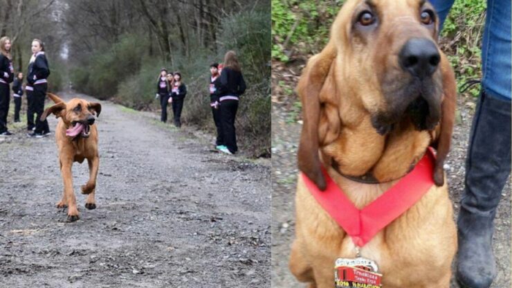 Segugio si infiltra nella maratona organizzata in paese: vince su tutti