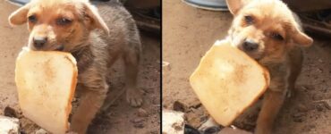 i soccorritori salvano un cucciolo