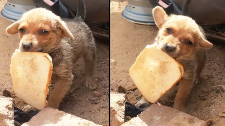 i soccorritori salvano un cucciolo