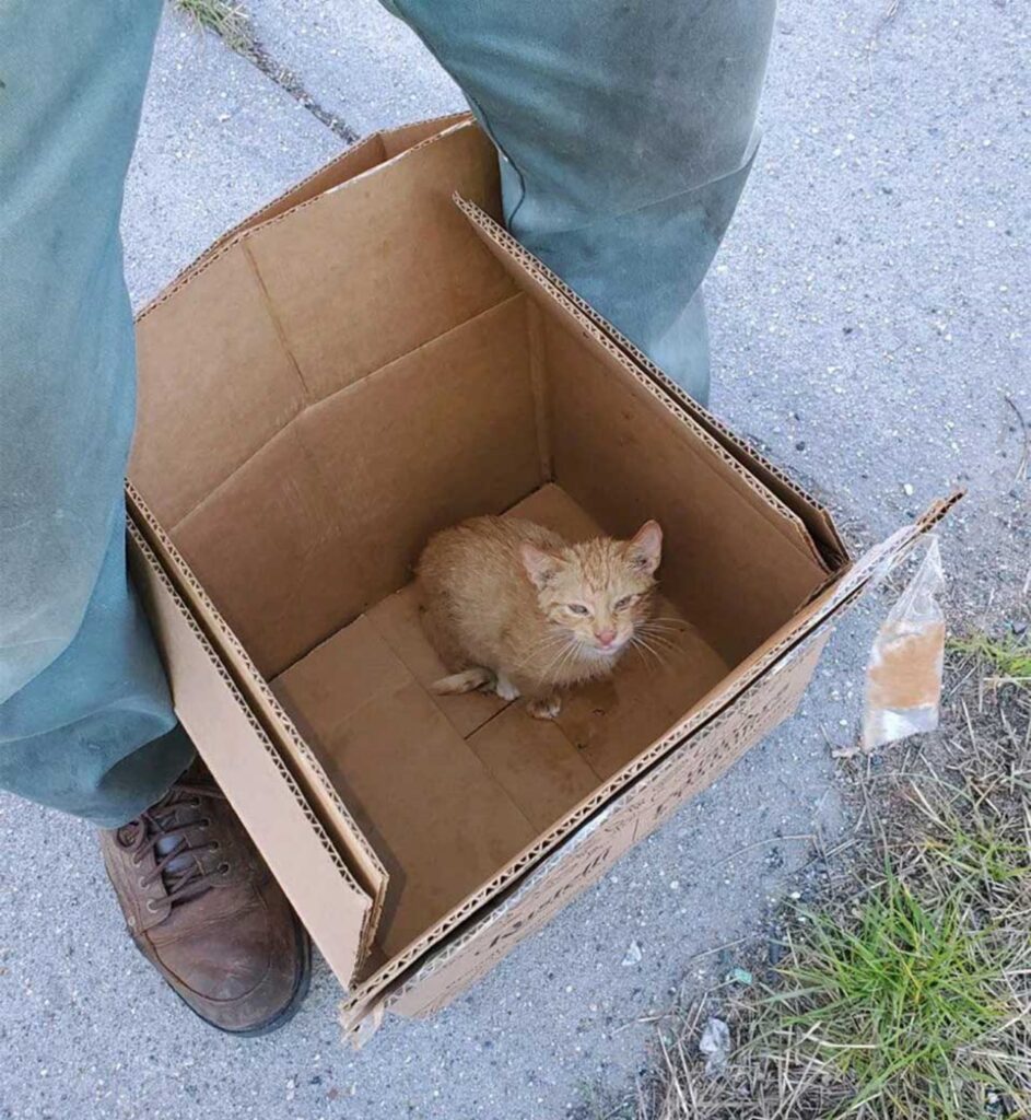gatto nella scatola