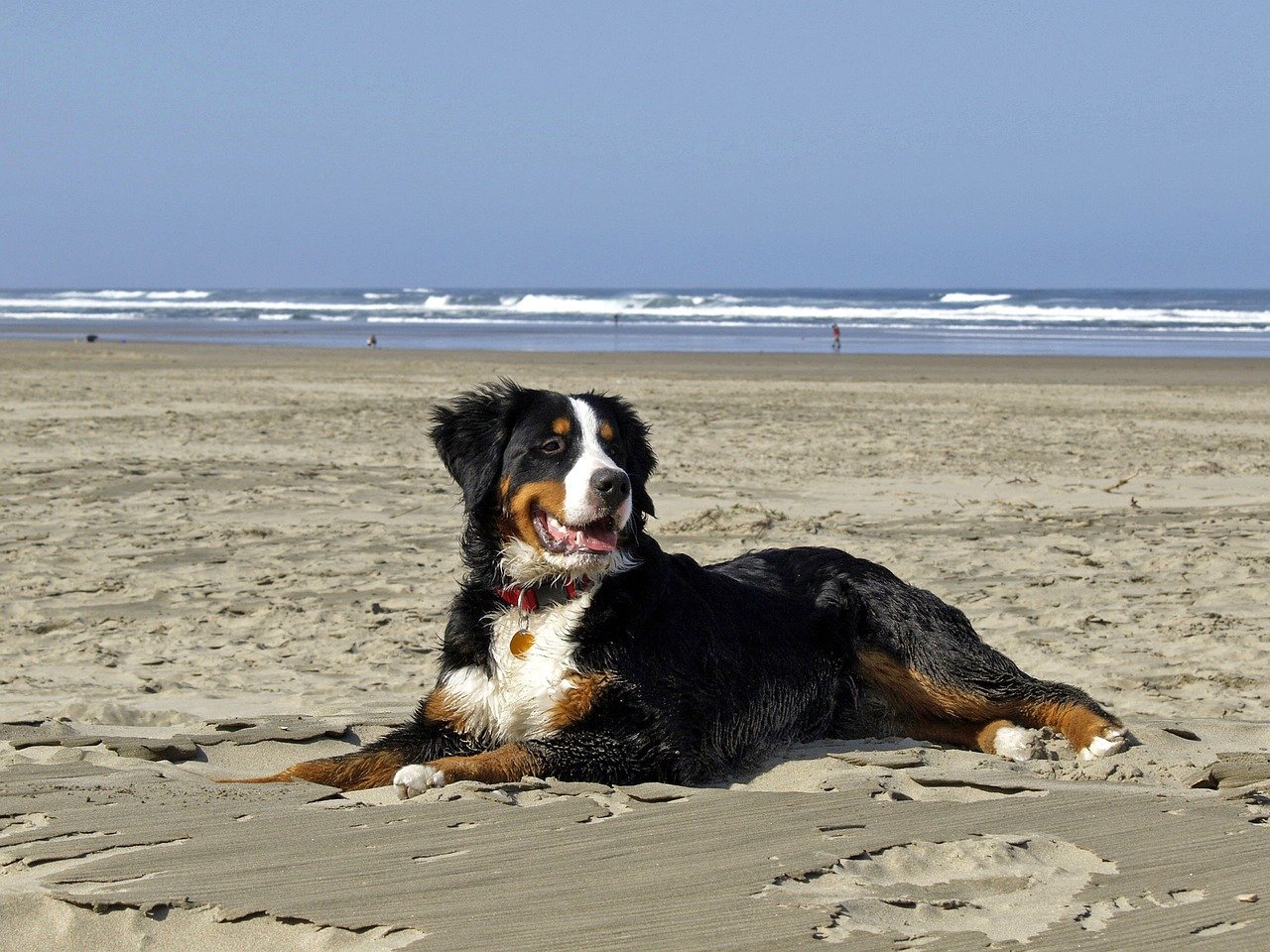 spiaggia cane