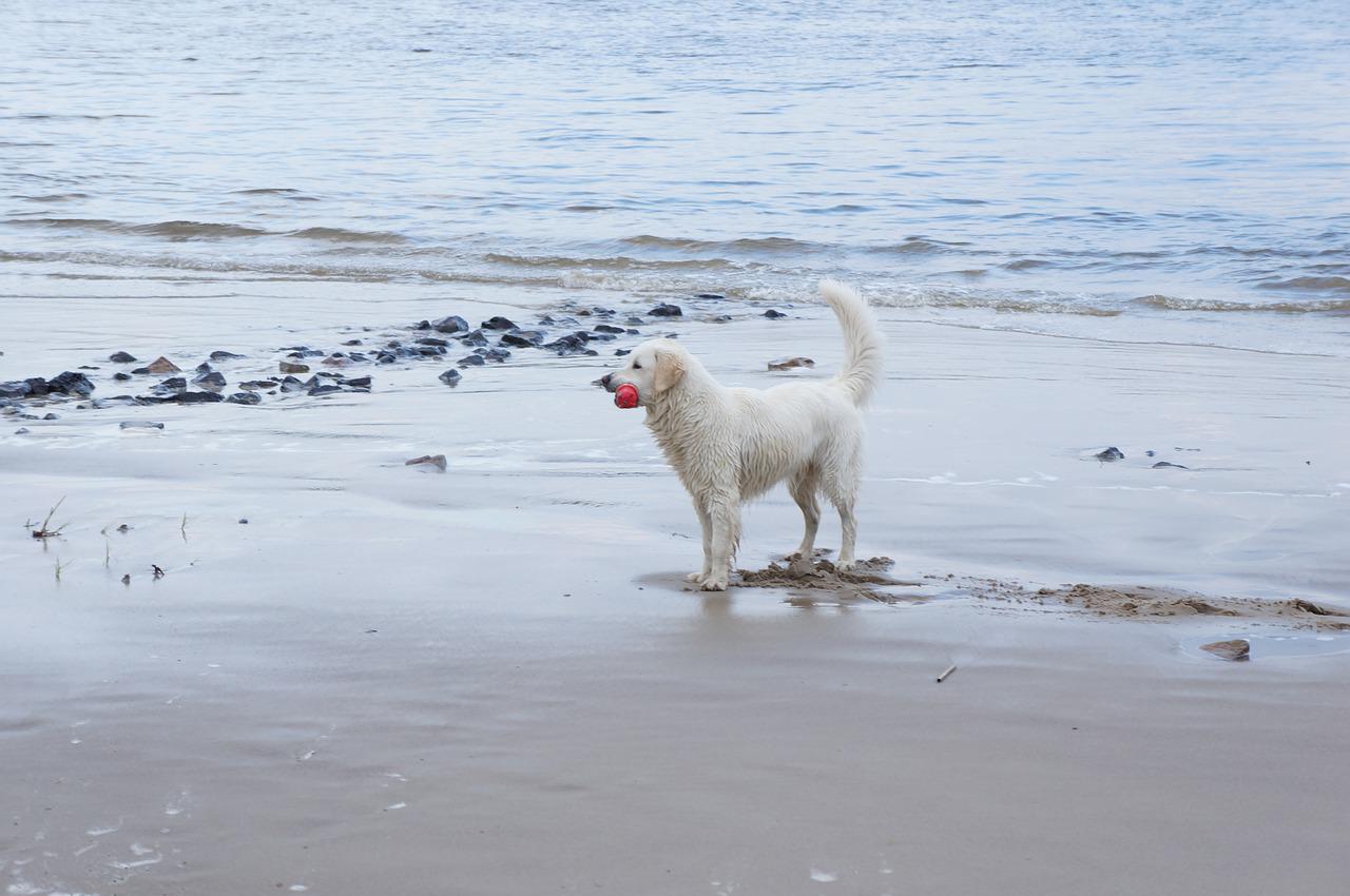 cane spiaggia