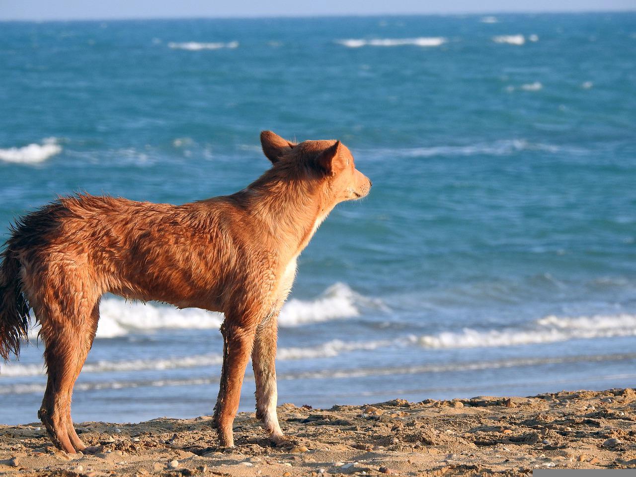 cane spiaggia