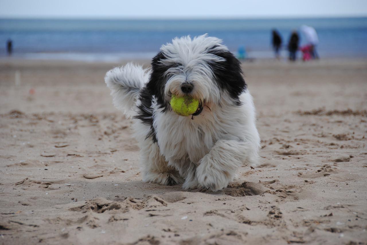 spiaggia cane