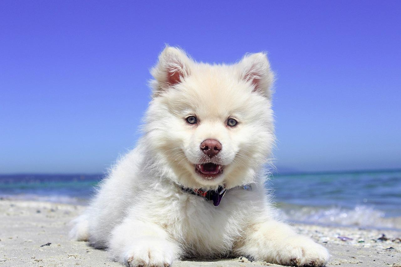 spiaggia cane