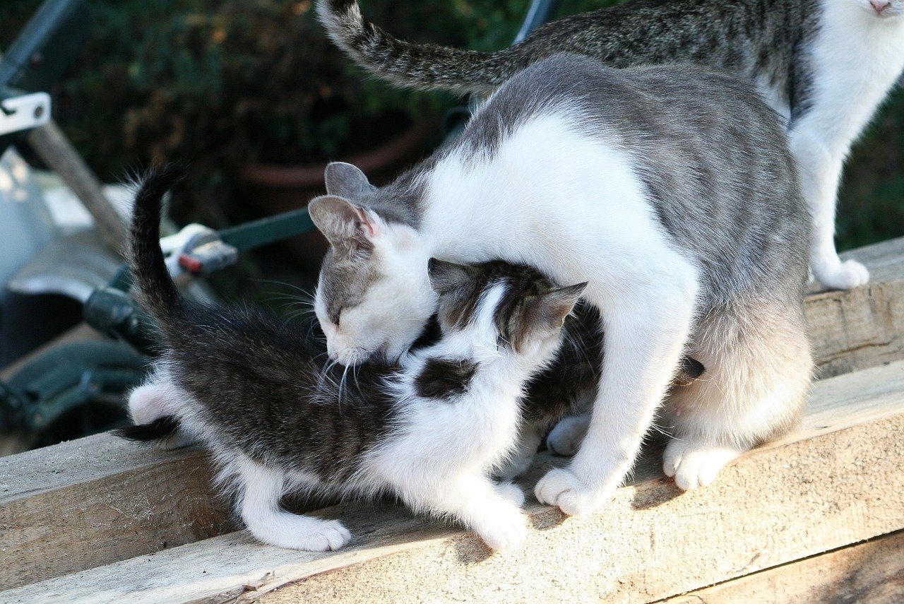 spostano cuccioli