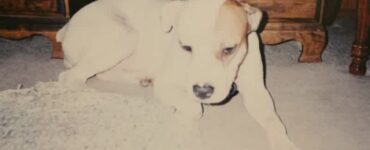 cane stato terminale