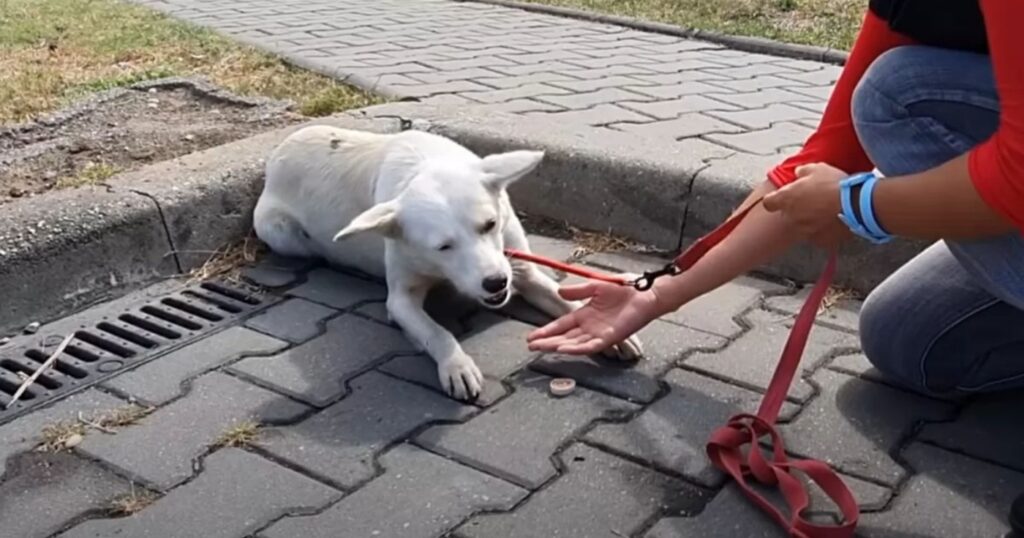 cane al guinzaglio