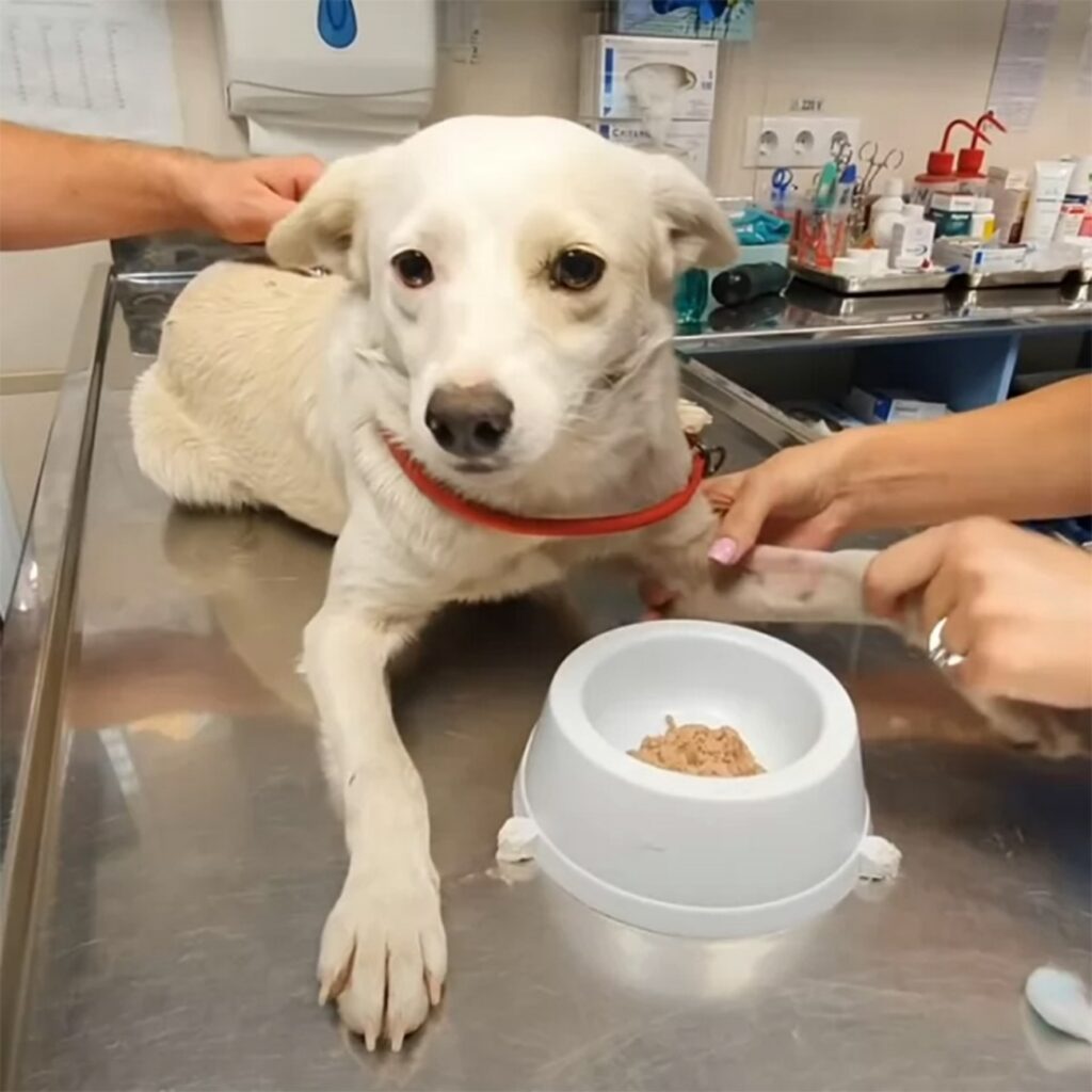 cane al veterinario