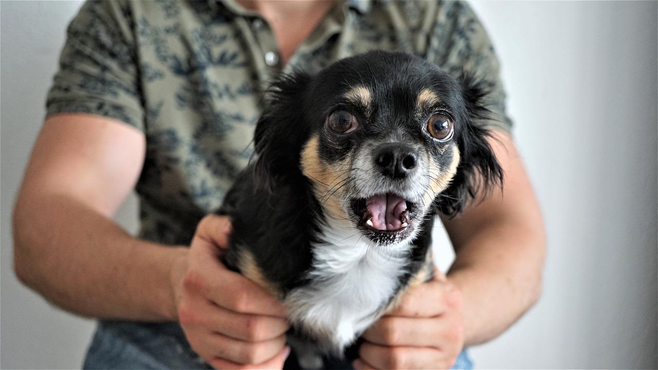 suoni terrificanti cane