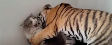 Cucciolo di tigre cerca di fare amicizia con un gatto: la reazione è esilarante