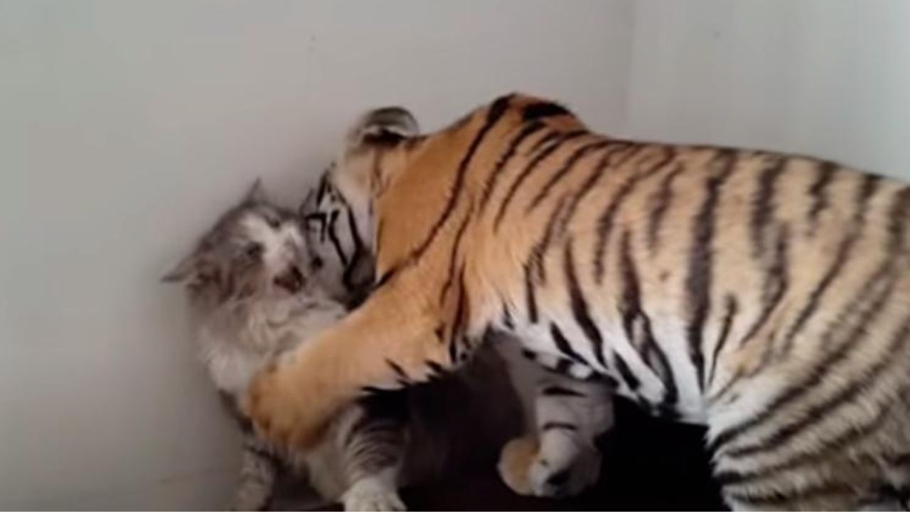 Cucciolo di tigre cerca di fare amicizia con un gatto: la reazione è esilarante