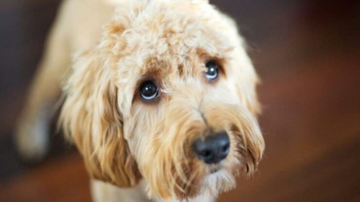 tremano cani