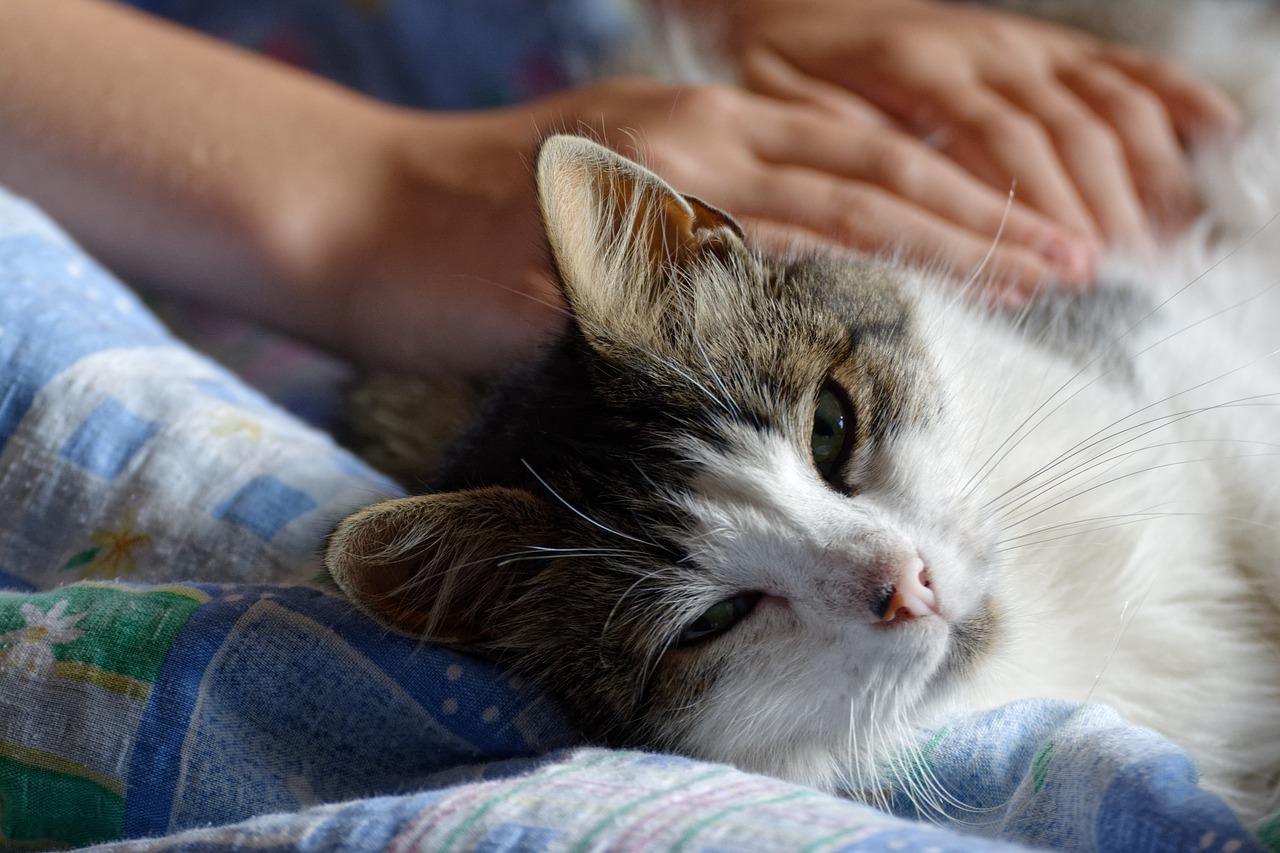 vestiti sporchi gatto