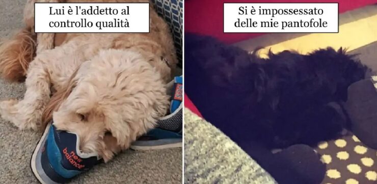 cani divenuti ornitorinchi colpa di ciabatte