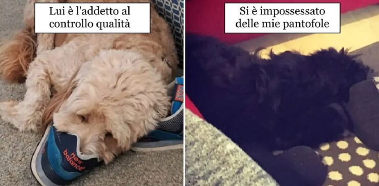 cani divenuti ornitorinchi colpa di ciabatte