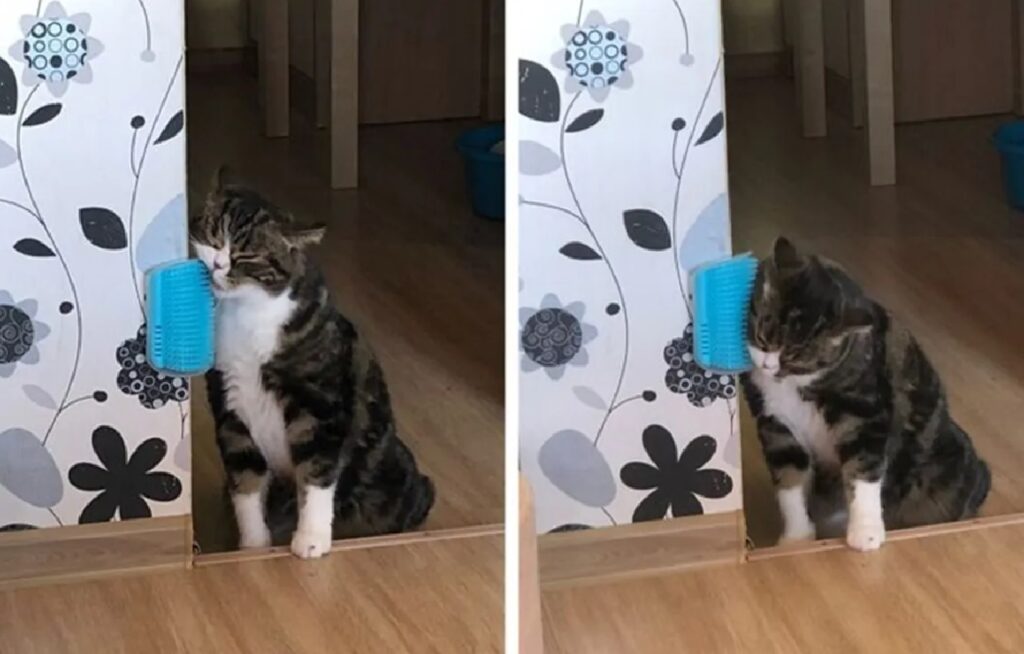 spazzola blu per gatti