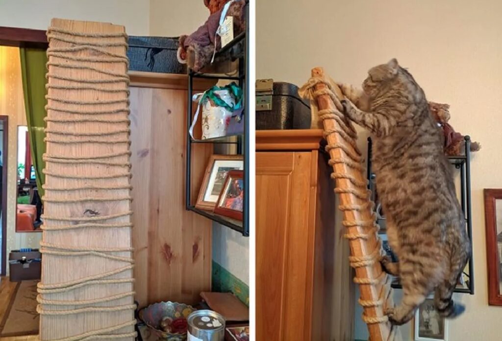 gatto scala per salire