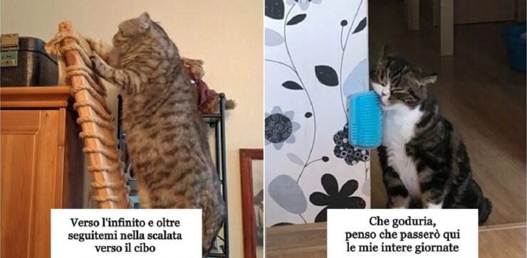 cose da fare per rendere migliore vita gatti