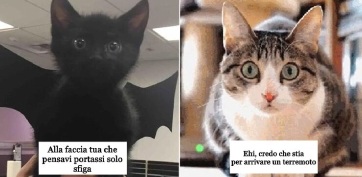 gatti che celano numerose curiosità