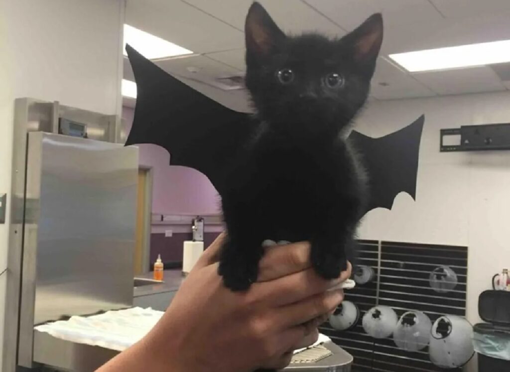 gatto nero pipistrello
