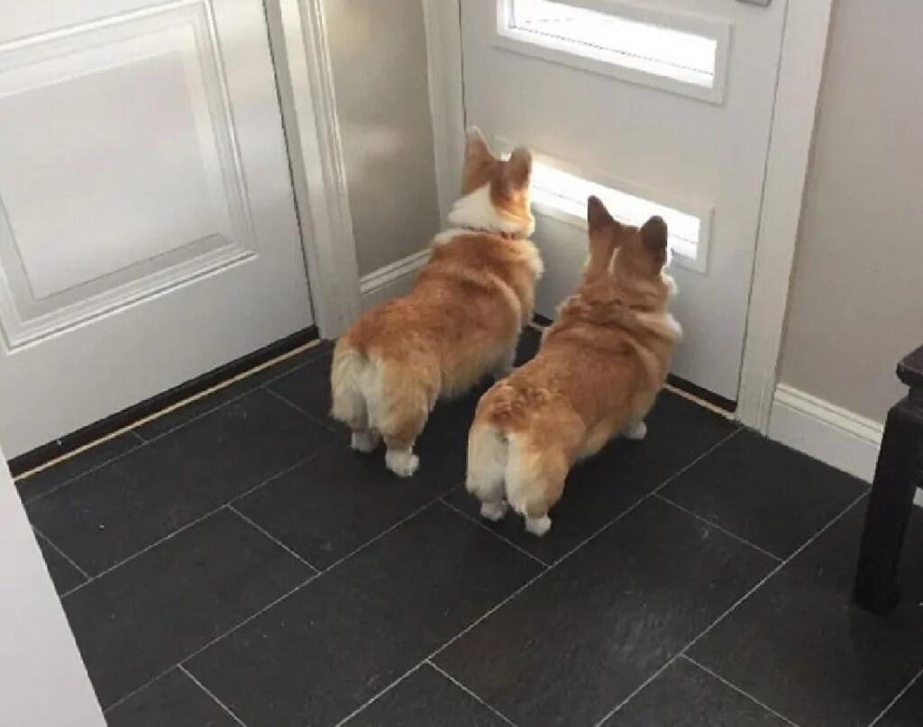 cani osservano fuori la porta
