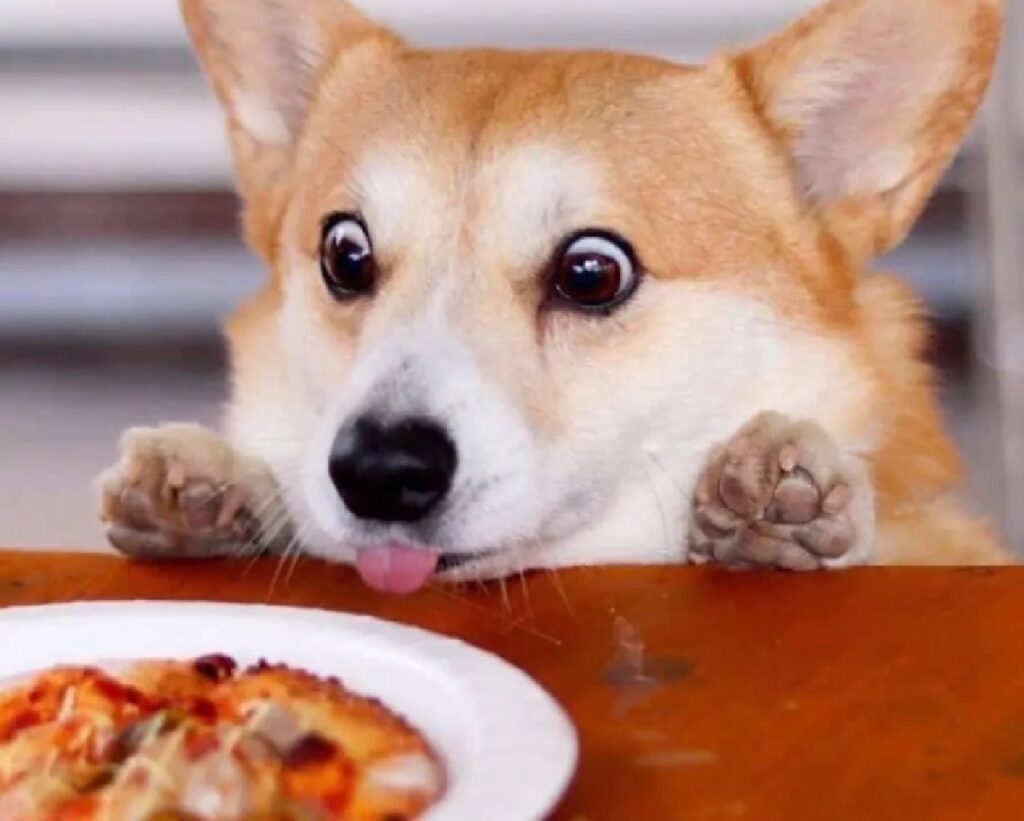 cane ha visto cibo