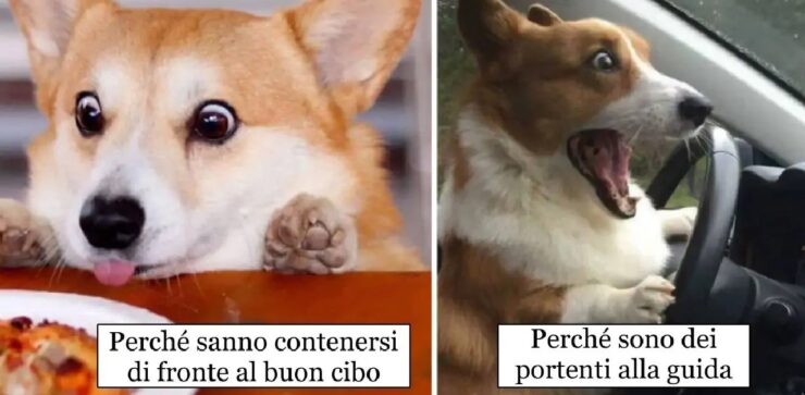 motivi per i quali cani welsh sono speciali